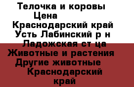 Телочка и коровы › Цена ­ 60 000 - Краснодарский край, Усть-Лабинский р-н, Ладожская ст-ца Животные и растения » Другие животные   . Краснодарский край